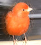 click for Fritzchen!